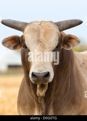 Großen bedeuten Angry Bull auf einer Weide Stockfoto