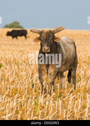 Großen bedeuten Angry Bull auf einer Weide Stockfoto