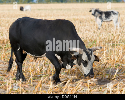 Großen bedeuten Angry Bull auf einer Weide Stockfoto