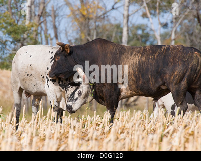 Großen bedeuten Angry Bull auf einer Weide Stockfoto