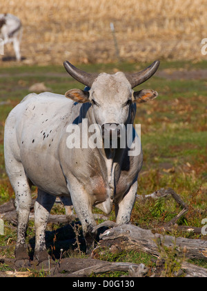 Großen bedeuten Angry Bull auf einer Weide Stockfoto