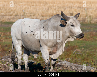 Großen bedeuten Angry Bull auf einer Weide Stockfoto