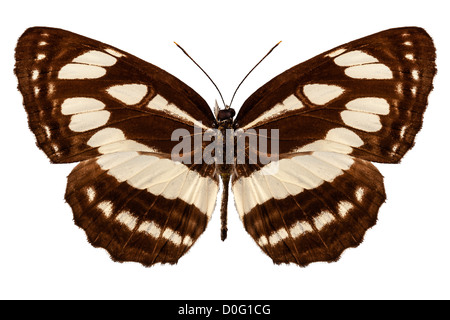 Schmetterling Arten Neptis Hylas "Gemeinsame Sailer" Stockfoto