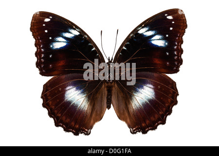 Schmetterling Arten Hypolimnas Bolina "Große Eggfly" Stockfoto