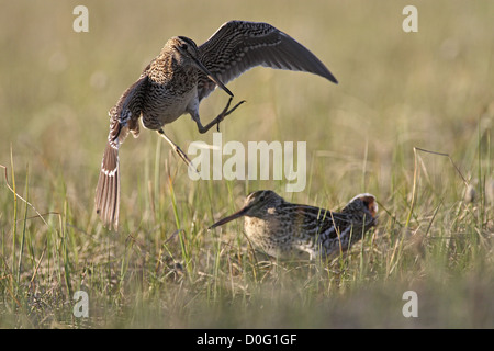 Tolle Snipe Lekking im skandinavischen Gebirge Stockfoto