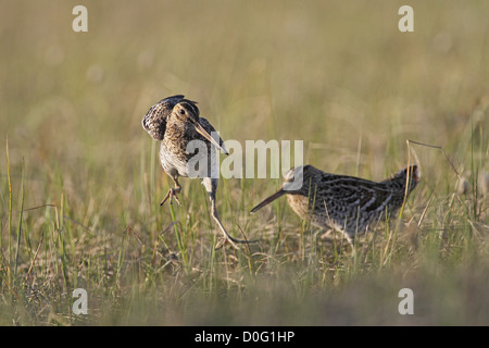 Tolle Snipe Lekking im skandinavischen Gebirge Stockfoto