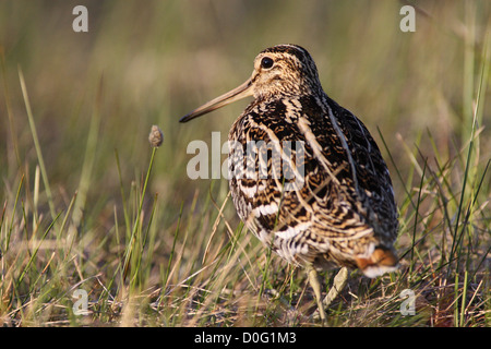 Tolle Snipe Lekking im skandinavischen Gebirge Stockfoto