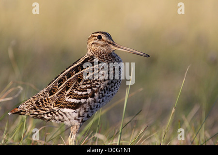 Tolle Snipe Lekking im skandinavischen Gebirge Stockfoto