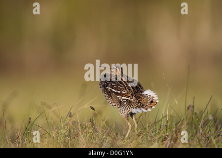 Tolle Snipe Lekking im skandinavischen Gebirge Stockfoto