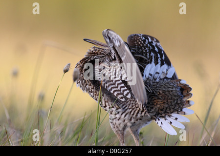 Tolle Snipe Lekking im skandinavischen Gebirge Stockfoto