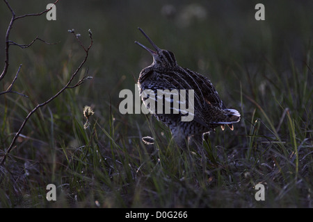 Tolle Snipe Lekking im skandinavischen Gebirge Stockfoto