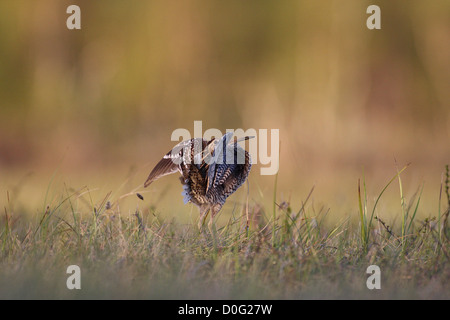 Tolle Snipe Lekking im skandinavischen Gebirge Stockfoto