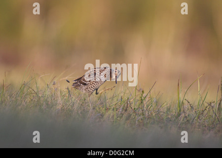 Tolle Snipe Lekking im skandinavischen Gebirge Stockfoto