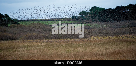 Sturnus Vulgaris, Stare kommen zum Schlafplatz über Marazion Marsh Stockfoto