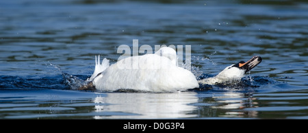 Cygnus Olor, Höckerschwan Baden Stockfoto