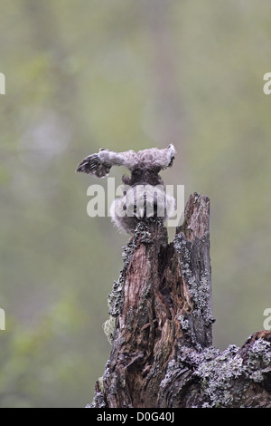 Eulen im alten Wald Stockfoto