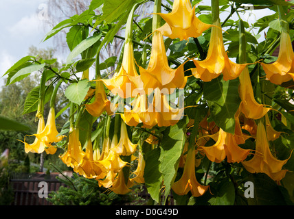 Engelstrompeten oder Datura Brugmansia genannt Stockfoto