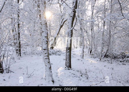 Woodland nach Neuschnee am frühen Morgen Stockfoto