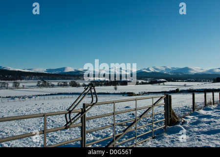 Blick über verschneite Ackerland in Richtung der Schnee bedeckt Cairngorm Berge an einem feinen Wintertag. Stockfoto