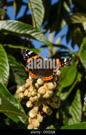 Red Admiral (Vanessa Atalanta) Schmetterling auf Loquat Blüte Blume Stockfoto