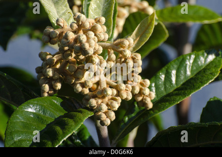 Loquat Baum (Eriobotrya Japonica) in Blüte Stockfoto