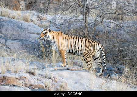 Tiger auf felsigen Hügel Stockfoto