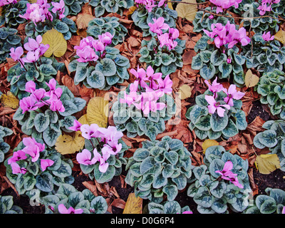 Alpenveilchen-Blüten als Stadtbild Dekoration in Aachen, Deutschland. Stockfoto