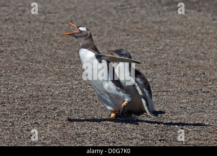 Gentoo Penguin (Pygoscelis Papua) Küken hassling Erwachsener für Lebensmittel, Saunders Island, Falkland Stockfoto