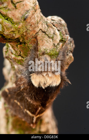 Winter-Moth (Operophtera Brumata) Stockfoto