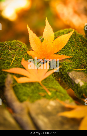 Nahaufnahme von orange Acer Detail verlässt gefallenen auf Bank mit Moos Stockfoto