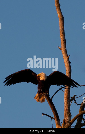 Weißkopf-Seeadler thront in Baum Stockfoto