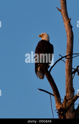 Weißkopf-Seeadler thront im Baum bei Sonnenaufgang Stockfoto