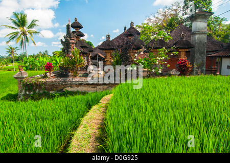 Reisterrassen und kleine Tempel im Hintergrund, Bali, Indonesien Stockfoto