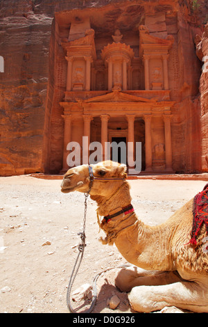 Kamel in der Nähe von Treasury-Tempel in Petra (Al Khazneh), Jordanien Stockfoto