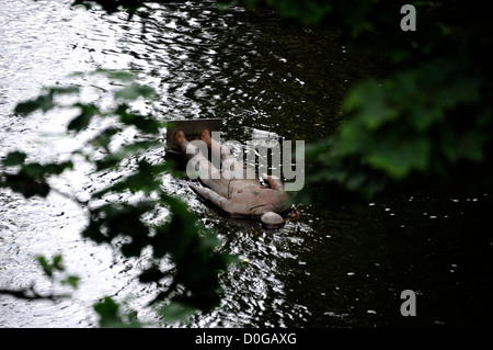 Antony Gormley-Statue auf dem Wasser von Leith, Edinburgh. 6 läuft Times von Gormley von der National Gallery of Scotland, Leith Stockfoto