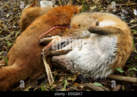 Drei Tote Füchse erschossen und warfen in der Forstwirtschaft in Wales, UK Stockfoto