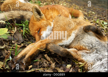 Drei Tote Füchse erschossen und warfen in der Forstwirtschaft in Wales, UK Stockfoto