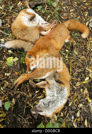 Drei Tote Füchse erschossen und warfen in der Forstwirtschaft in Wales, UK Stockfoto