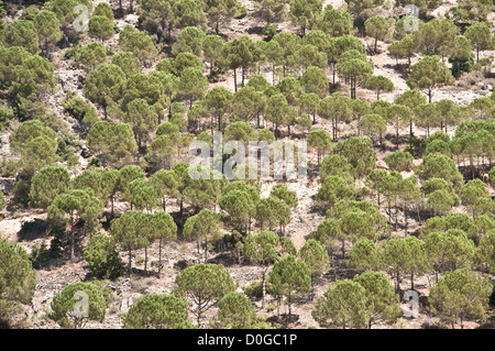 Eine Landschaft aus Pinien am Hang eines Berges in der Region Wadi Tannourine, in der Nähe von Batroun, Libanon. Stockfoto