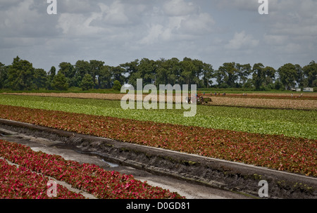 Eines der vielen Drainage Kanäle ermöglicht Caladium Landwirte in den reichen schwarzen Dreck auf dem Bauernhof. Stockfoto