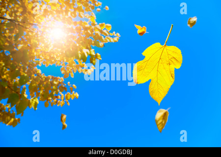 Herbstlaub Stockfoto