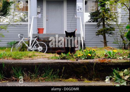 Langhaarige schwarze Katze sitzt vor einem Haus Stockfoto