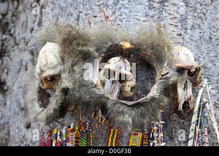 Afrika, Tansania, Lake Eyasi, ornamentale Schädel und Perlen, die von der lokalen Hexendoktor verwendet Stockfoto