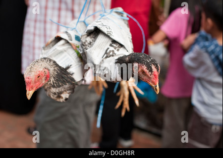 Hühner gekauft auf einem Markt eingewickelt nach Hause nehmen, Brunei Stockfoto