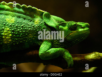 Meller Chamäleon oder Giant einen gehörnten Chamäleon (Chamaeleo Melleri), Zoo, Bristol, England, Vereinigtes Königreich, Europa Stockfoto