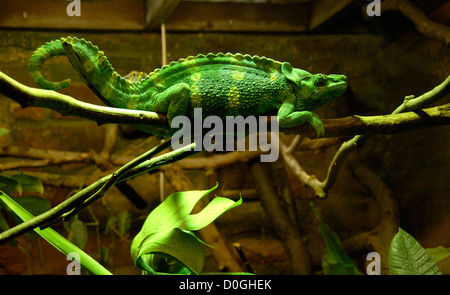 Meller Chamäleon oder Giant einen gehörnten Chamäleon (Chamaeleo Melleri), Zoo, Bristol, England, Vereinigtes Königreich, Europa Stockfoto