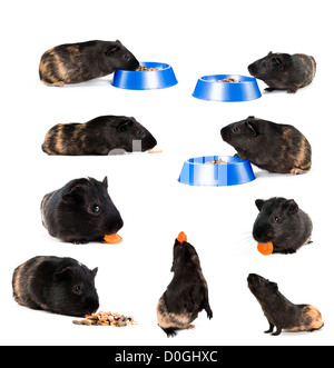 Satz von Meerschweinchen Stockfoto
