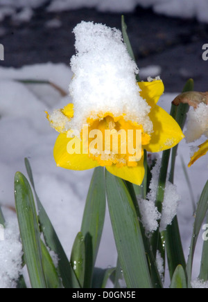 Narzisse im Schnee Stockfoto