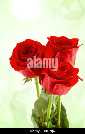 Close-up Schuss ein roter Rosen mit Lichter im Hintergrund Stockfoto