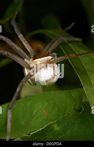 Dolomedes sp, Nursery Web Spider der Familie Pisauridae. Stockfoto